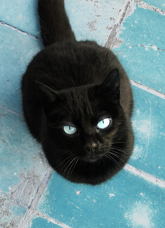 Dolly-Black-Cat
